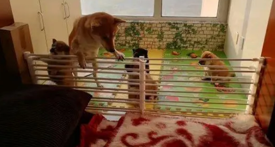 柴犬模仿能力真的很强,看到妈妈这么出去的,它们也开始模仿 柴犬模仿能力真的很强,看到妈妈这么出去的,它们也开始模仿