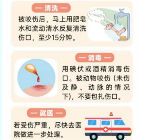 猫狗抓咬后怎么处理？