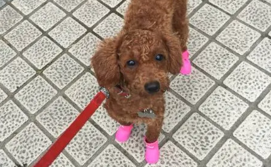 网红狗丢丢是啥品种