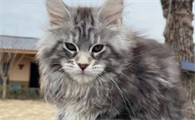 比较霸气的猫什么品种