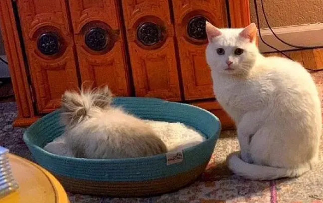猫咪被新来的兔子欺负，在猫窝也被抢后求助主人：你不爱我了吗