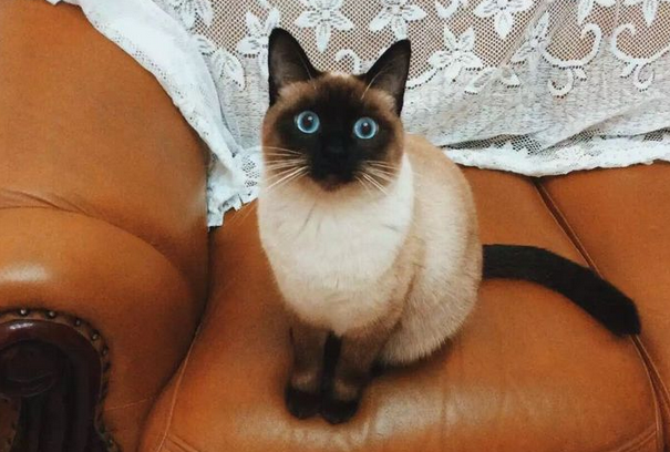 现在的猫怎么像妖精 现在的猫怎么像妖精