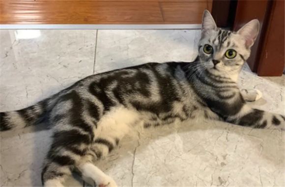 虎纹猫是什么品种 虎纹猫是什么品种