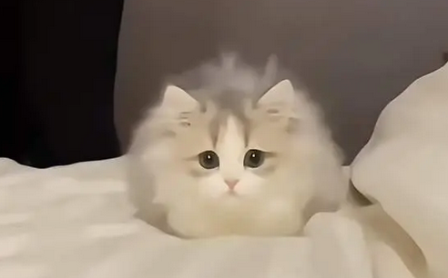 女人哭着指着猫 梗图