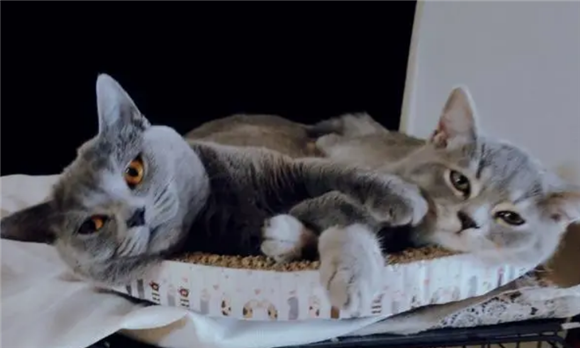 如何判断是不是后院猫 如何判断是不是后院猫