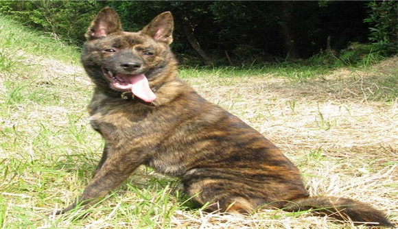 虎皮犬图片大全大图欣赏