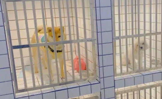 春节寄养一只猫要上万元,宠物寄养标准急需细化 春节寄养一只猫要上万元,宠物寄养标准急需细化