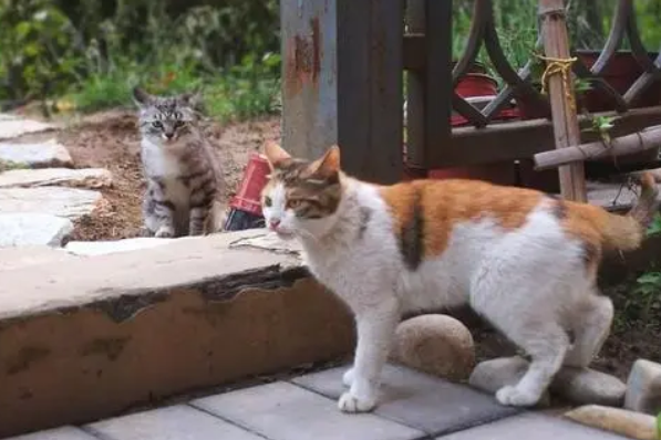 后院猫犯法吗