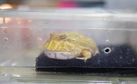 黄金角蛙的饲养指南：如何成为它的最佳伙伴？