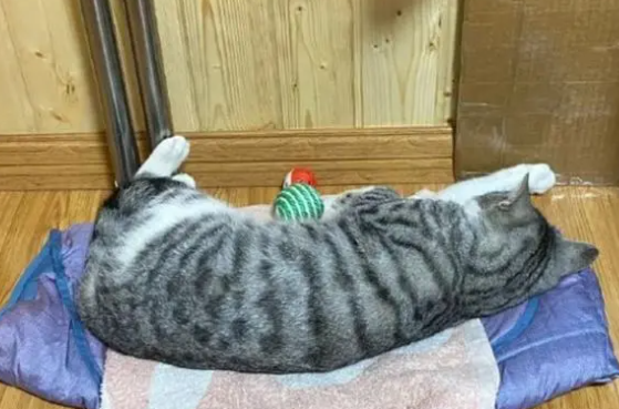 猫咪患上“怪病”,整天无精打采生命垂危? 猫咪患上“怪病”,整天无精打采生命垂危?