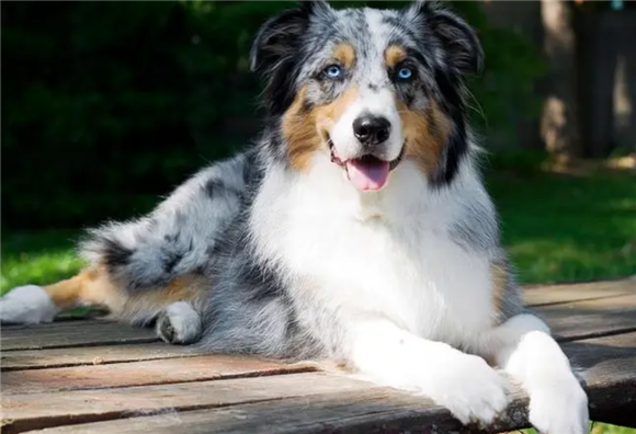 	 澳洲牧羊犬的形态特征，akc标准判定是否失格