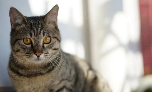 猫猫上呼吸道中的“头号病毒”原来是它? 猫猫上呼吸道中的“头号病毒”原来是它?