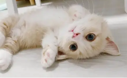 猫咪用头拱你是想告诉你这些事! 猫咪用头拱你是想告诉你这些事!