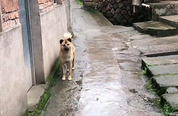 主人离世,狗狗被新主人收养,徒步40公里跑回老家,原地等待主人 主人离世,狗狗被新主人收养,徒步40公里跑回老家,原地等待主人