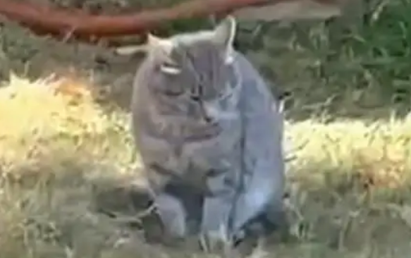大理一公园养猫替小熊猫“顶岗”？园方：正主藏树上了