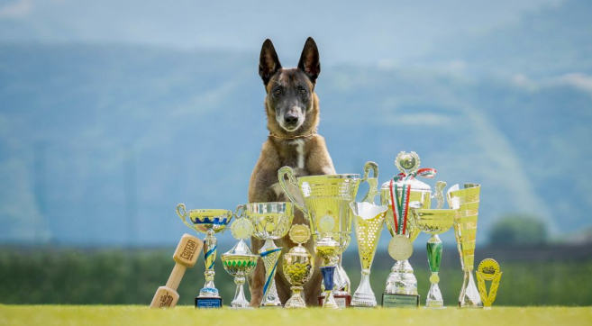 不要因为马犬的白胸，而否定马犬的价值！