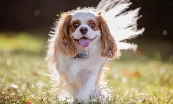 查理士王小猎犬的特点，孩子和老人的好伴侣