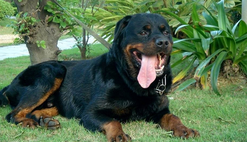 世界10大黎犬品种 世界10大黎犬品种