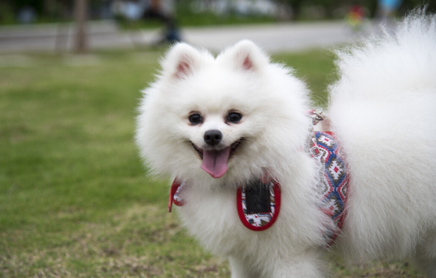 狐狸犬能当土狗养吗