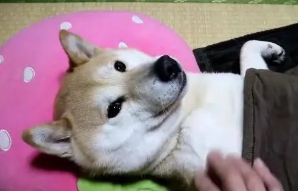 主人每晚都要哄柴犬睡觉,柴柴就跟小孩子一样,这一幕好温馨 主人每晚都要哄柴犬睡觉,柴柴就跟小孩子一样,这一幕好温馨