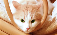 悬赏猫真的能赚钱吗?安全吗