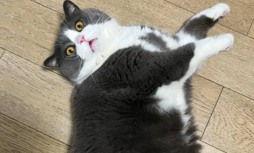 吉霸猫是什么猫品种 吉霸猫是什么猫品种