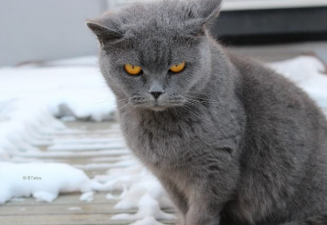 卡尔特猫价格多少钱一只