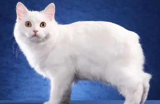 马恩岛猫有尾巴吗 马恩岛猫有尾巴吗