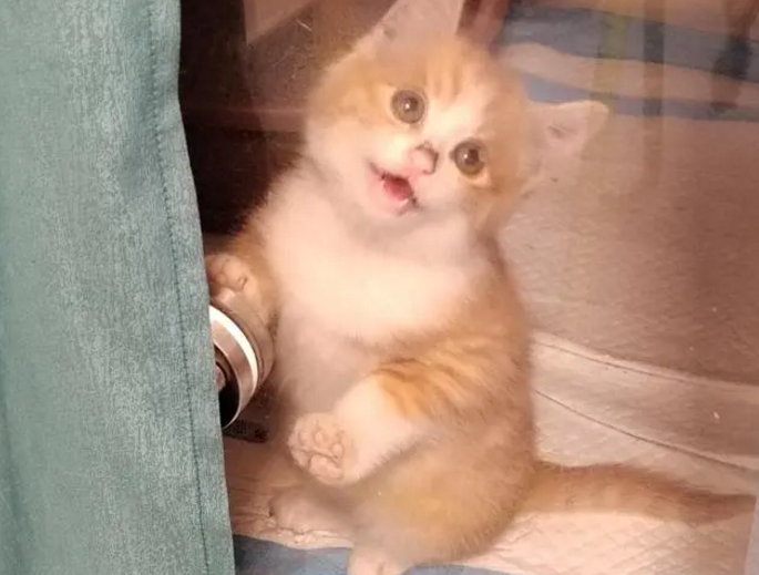 你见过肌肉猫吗?但这只猫却不是因为强壮