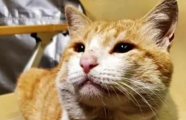 猫咪靠卖萌骗吃骗喝，网友想收编才知道真相：原来你是只打工猫？！