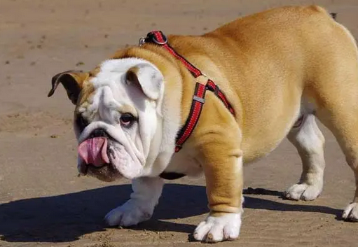 美国斗牛犬是烈性犬吗 美国斗牛犬是烈性犬吗