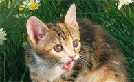 悬赏猫能提现到微信吗?