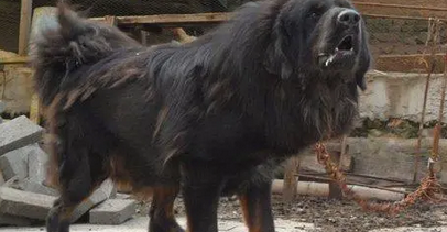 斗獒什么意思 斗獒什么意思