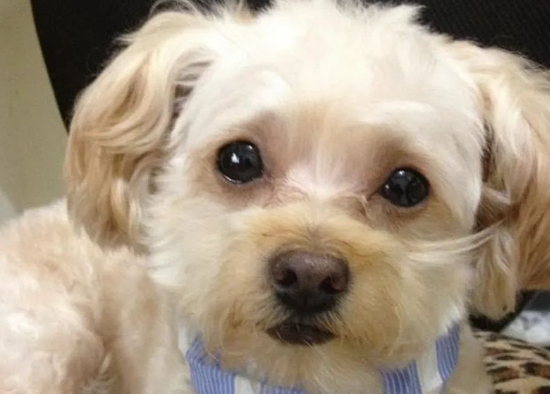 狗狗双目失明，主人分手后决定这样安置狗狗...令人感动！