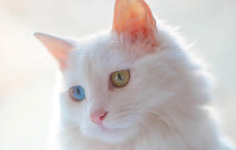 东北猫脸老太太灵异事件 东北猫脸老太太灵异事件