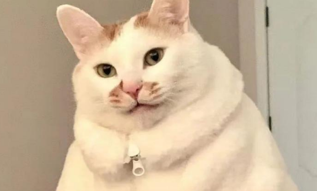 猫咪穿上外套后胖成大饭团,对比同伴后... 猫咪穿上外套后胖成大饭团,对比同伴后...