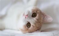 猫武士四族最帅的猫