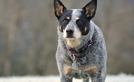 澳洲牧牛犬的养护常识,和它建立真挚友谊