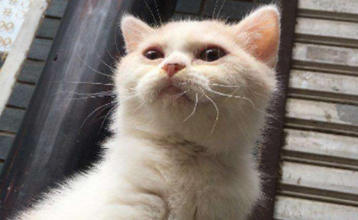 东北猫为什么那么便宜 东北猫为什么那么便宜