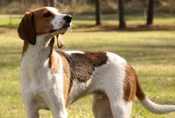 士猎犬适合家养吗 士猎犬适合家养吗