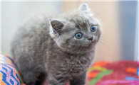 如何判断猫的品种