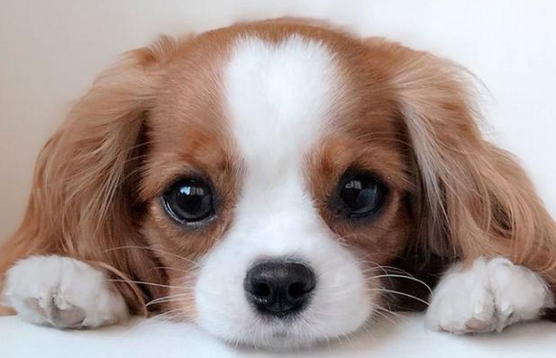 查理士王小猎犬多少钱？活跃有大无畏的精神
