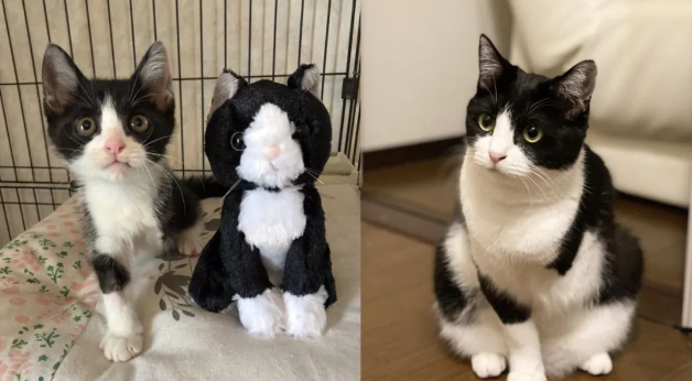 猫主子轮番欺压“海豹”至变形,没想到原版竟是这个样子... 猫主子轮番欺压“海豹”至变形,没想到原版竟是这个样子...