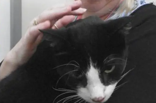 猫咪走失五年，主人靠芯片找回爱猫，网友：这就是办证的重要性