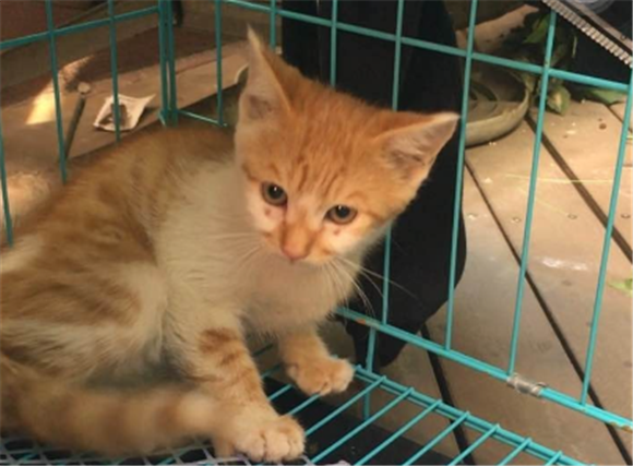 黄白猫是什么品种的猫