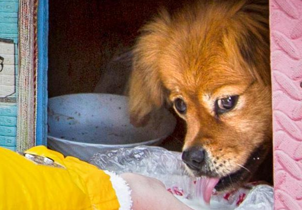 16年辽宁大爷患癌去世,忠犬大黄拒绝被收养,在原地等候主人5年 16年辽宁大爷患癌去世,忠犬大黄拒绝被收养,在原地等候主人5年