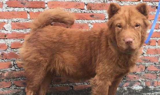 白色五红犬幼犬多少钱一只