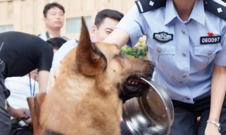 警犬来啦华哨最后结局 警犬来啦华哨最后结局