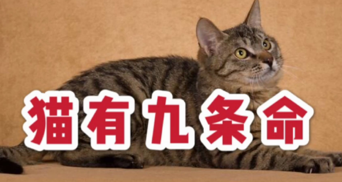 猫有九条命的故事
