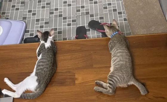 铲屎官绞尽脑汁诱拐猫主子睡新窝,网友:竟还可以这样? 铲屎官绞尽脑汁诱拐猫主子睡新窝,网友:竟还可以这样?